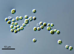 Attēlu rezultāti vaicājumam “Colloderma sp.”