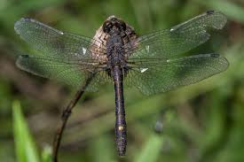 Attēlu rezultāti vaicājumam “Leucorrhinia”