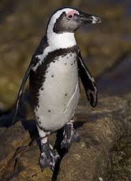 Image result for penguin