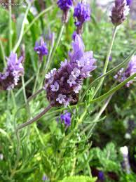 Attēlu rezultāti vaicājumam “Lavandula angustifolia leaf”