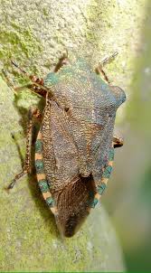 Attēlu rezultāti vaicājumam “Troilus luridus”