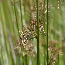 Attēlu rezultāti vaicājumam “Juncus effusus”