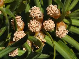 Attēlu rezultāti vaicājumam “Taxus baccata male flower”