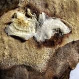 Attēlu rezultāti vaicājumam “Sporophagomyces chrysostomus”