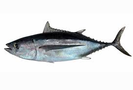 Image result for Thunnus alalunga