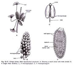 Attēlu rezultāti vaicājumam “Ginkgo biloba male flower”