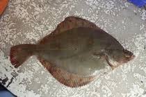 Image result for Pleuronectes platessa