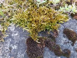 Attēlu rezultāti vaicājumam “Homalothecium sericeum”