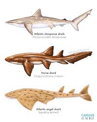 Image result for Squatina dumeril