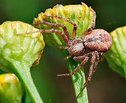 Attēlu rezultāti vaicājumam “Philodromidae”
