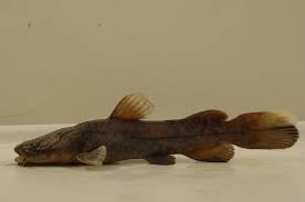 Image result for Pylodictis olivaris