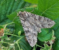 Attēlu rezultāti vaicājumam “Eurois occulta”