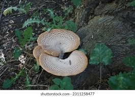 Attēlu rezultāti vaicājumam “Polyporus squamosus”