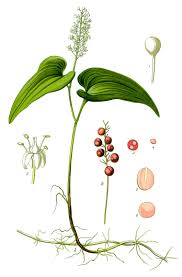 Attēlu rezultāti vaicājumam “Maianthemum bifolium”