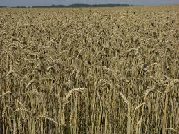 Attēlu rezultāti vaicājumam “Triticum aestivum”