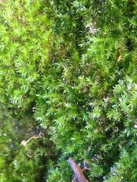 Attēlu rezultāti vaicājumam “Conardia compacta macro”