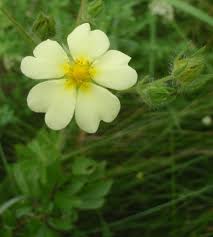 Image result for Rosengewächse