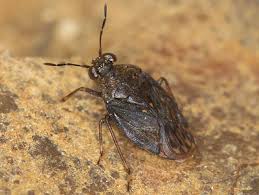 Attēlu rezultāti vaicājumam “Saldula saltatoria”