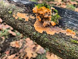 Attēlu rezultāti vaicājumam “Phlebia serialis”