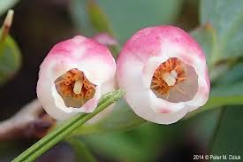 Attēlu rezultāti vaicājumam “Vaccinium uliginosum bud”