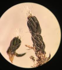 Attēlu rezultāti vaicājumam “Heterotrichia oerstedii (syn. Arcyria oerstedii) sessile”