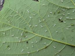 Attēlu rezultāti vaicājumam “Drepanosiphum platanoidis exuvia”