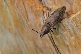 Attēlu rezultāti vaicājumam “Actenicerus sjaelandicus”