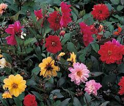 Image result for Dahlia x pinnata `Redskin`