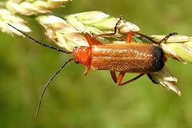 Attēlu rezultāti vaicājumam “Rhagonycha fulva”