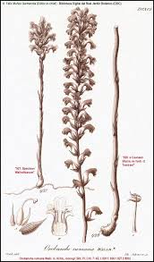 Attēlu rezultāti vaicājumam “Orobanche coerulescens bud”
