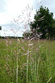Attēlu rezultāti vaicājumam “Calamagrostis canescens”