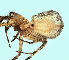 Attēlu rezultāti vaicājumam “Philodromus margaritatus”