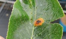 Attēlu rezultāti vaicājumam “Gymnosporangium sabinae”