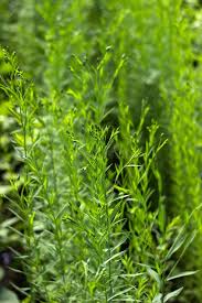 Attēlu rezultāti vaicājumam “Linum usitatissimum leaf”