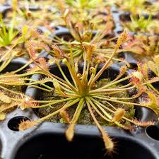 Attēlu rezultāti vaicājumam “Drosera intermedia”