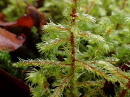 Attēlu rezultāti vaicājumam “Rhytidiadelphus triquetrus sporophyte”
