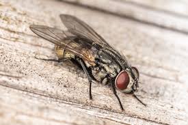 Attēlu rezultāti vaicājumam “Muscidae”