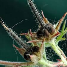 Attēlu rezultāti vaicājumam “Geranium dissectum fruit”