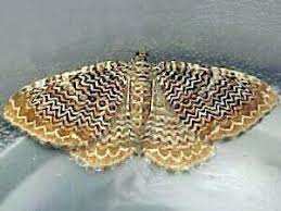 Attēlu rezultāti vaicājumam “Hydria undulata”