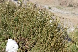 Image result for Artemisia gmelinii