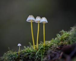 Attēlu rezultāti vaicājumam “Mycena epipterygia”