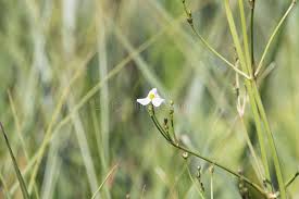 Attēlu rezultāti vaicājumam “Alisma lanceolatum”