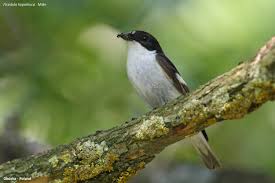 Attēlu rezultāti vaicājumam “Ficedula hypoleuca male”