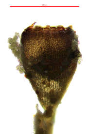 Attēlu rezultāti vaicājumam “Seligeria pusilla”