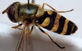 Attēlu rezultāti vaicājumam “Syrphus sp.”