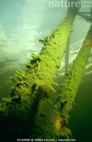 Attēlu rezultāti vaicājumam “Spongilla lacustris”