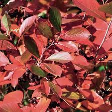 Attēlu rezultāti vaicājumam “Aronia melanocarpa leaf”
