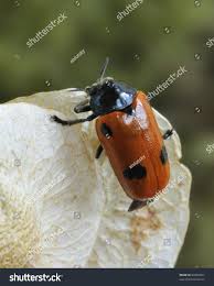 Attēlu rezultāti vaicājumam “Clytra quadripunctata”