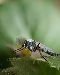 Attēlu rezultāti vaicājumam “Cricotopus”