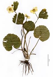 Attēlu rezultāti vaicājumam “Ranunculus brunnescens”